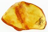 Detailed Fossil Parasitoid Wasp (Proctotrupidae) In Baltic Amber #294323-1